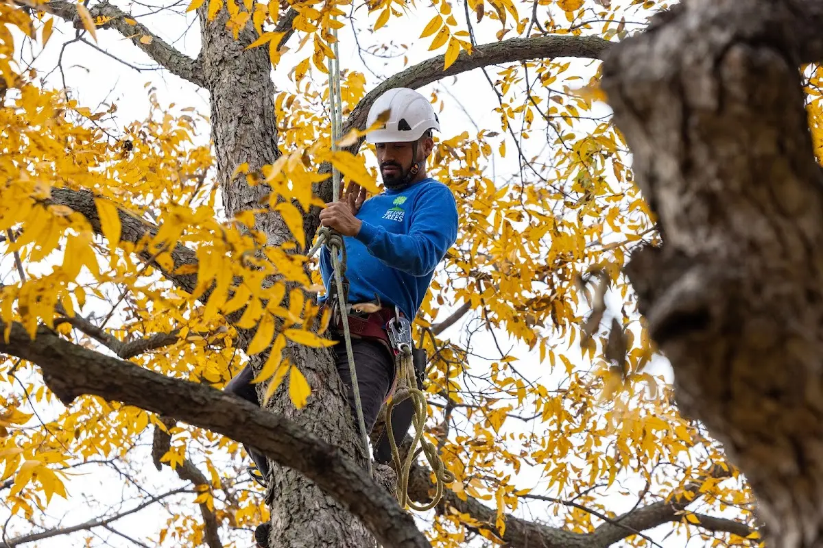 Skilled Tree Trimming crew working in Bow